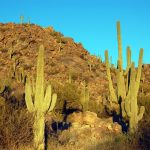 The landscape with stone hills and saguaros at the stone canyon club in Tucson Arizona