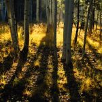 Aspen grove light shining through the trees