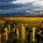 log fence across a field under the mountains in the grand tetons