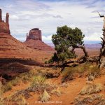 juniper tree in monument valley