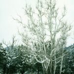 winter trees covered in snow